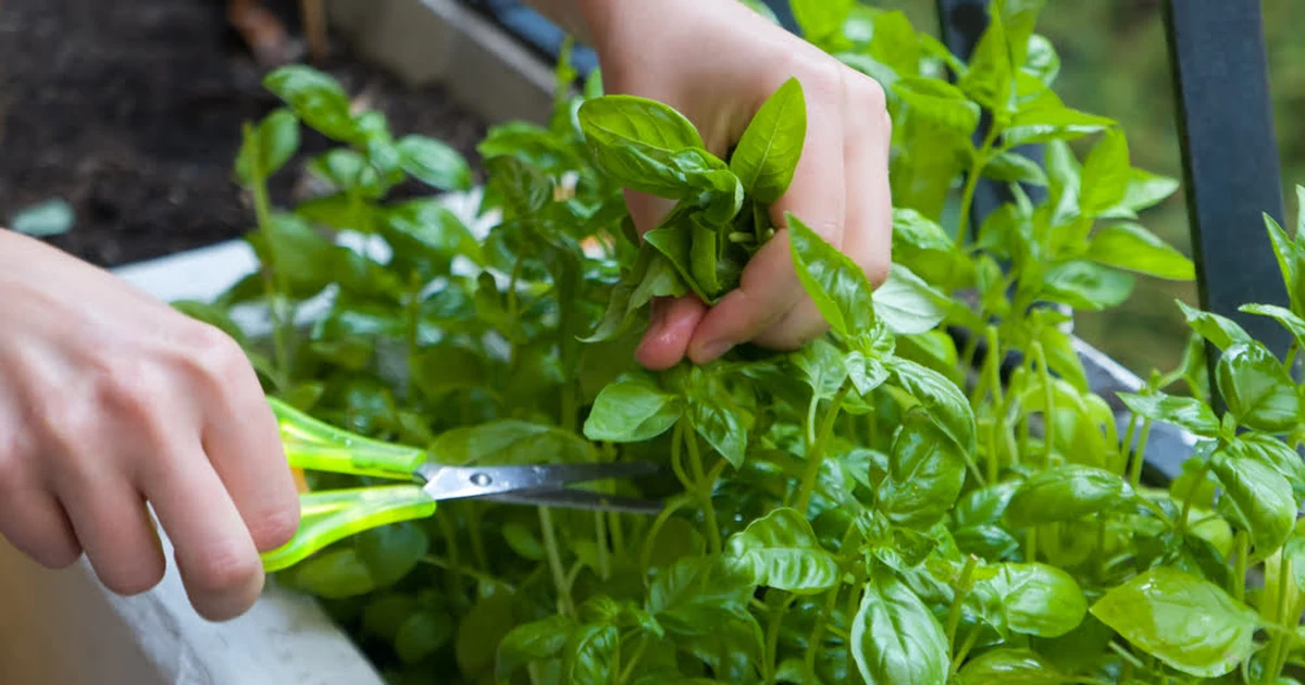 Fresh Basil: How to Use, Store, and Cook With It