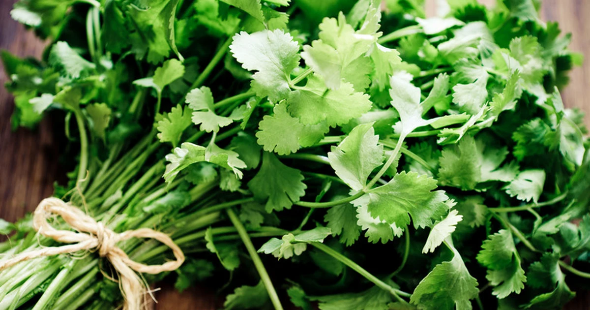 Fresh Coriander (Cilantro): Uses, Storage & Recipe Ideas