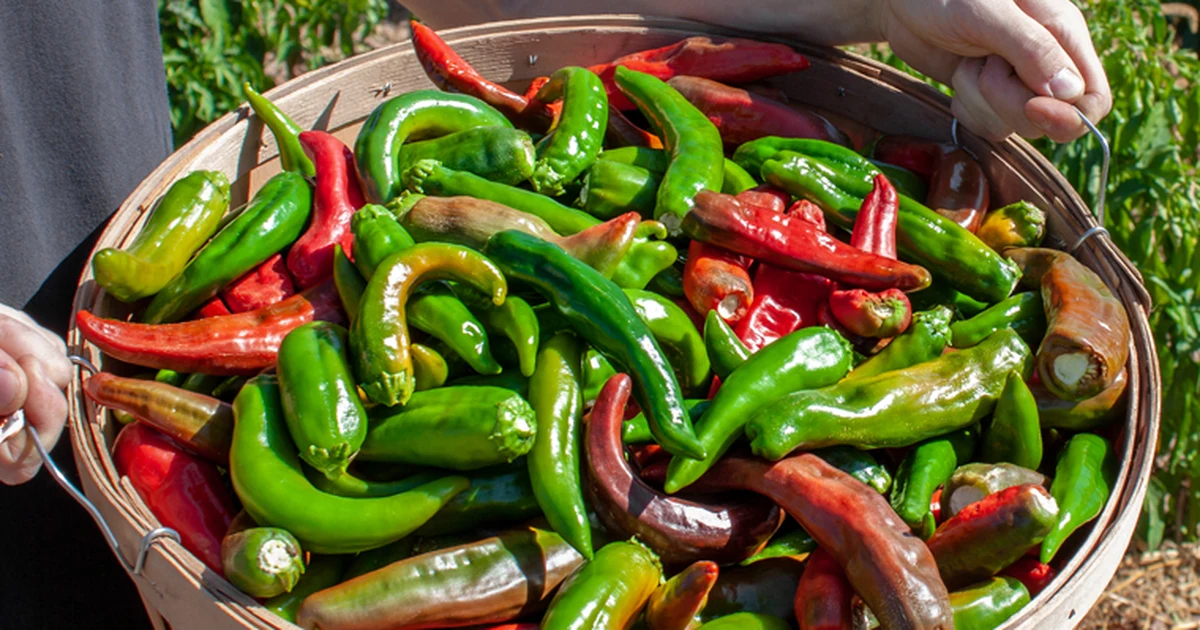 Fresh Gourmet Hatch Chiles: What They Are & How to Use Them